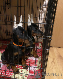 Photo №1. dobermann - for sale in the city of Mainz | 847$ | Announcement № 149014