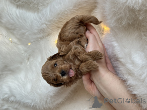 Photo №4. I will sell maltipu in the city of Sochi. private announcement - price - 668$