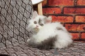 Photo №4. I will sell selkirk rex shorthair in the city of Helsinki. private announcement, breeder - price - 599$