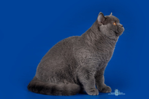 Photo №1. british shorthair - for sale in the city of St. Petersburg | 283$ | Announcement № 1717