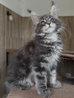 Photo №3. Premium Quality Maine Coon Kittens for Sale. Poland