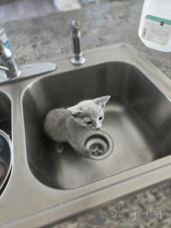 Photo №1. russian blue - for sale in the city of CERMATT | 361$ | Announcement № 178742