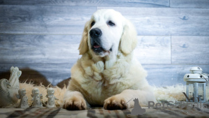 Photo №2 to announcement № 135403 for the sale of golden retriever - buy in Bosnia and Herzegovina breeder