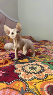Photo №4. I will sell sphynx-katze in the city of Istanbul. breeder - price - 800$