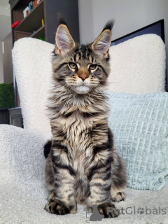 Photo №1. maine coon - for sale in the city of Karlovy Vary | negotiated | Announcement № 156462
