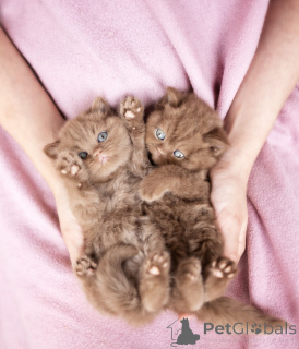 Photo №1. british shorthair - for sale in the city of Houston | negotiated | Announcement № 137793