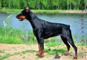 Photo №1. dobermann - for sale in the city of Omsk | 5435$ | Announcement № 7526