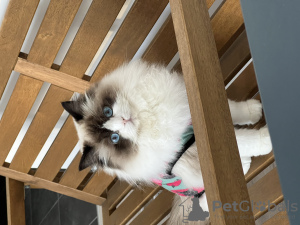 Photo №1. ragdoll - for sale in the city of Budapest | 1700$ | Announcement № 97159