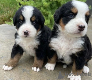 Photo №1. bernese mountain dog - for sale in the city of Copenhague | negotiated | Announcement № 175126