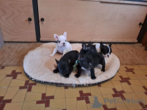 Photo №1. french bulldog - for sale in the city of Burgas | Is free | Announcement № 83732