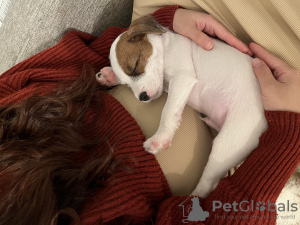 Photo №2 to announcement № 74831 for the sale of parson russell terrier - buy in Finland 