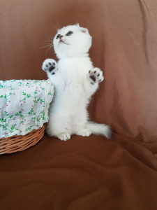Photo №4. I will sell scottish fold in the city of Minsk. from nursery - price - 150$