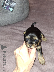 Photo №3. Purebred Yorkshire Terrier puppies.. Finland