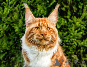 Photo №1. maine coon - for sale in the city of New York | 800$ | Announcement № 80351