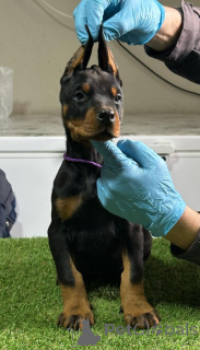 Photo №2 to announcement № 135053 for the sale of dobermann - buy in Serbia breeder