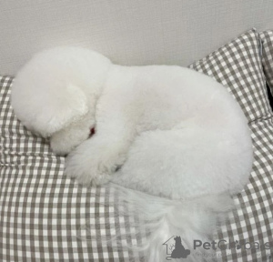 Photo №2 to announcement № 99419 for the sale of bichon frise - buy in Iceland private announcement, from nursery