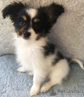 Photo №4. I will sell papillon dog in the city of Гауда. breeder - price - 317$