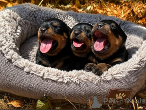 Photo №1. rottweiler - for sale in the city of Bilzen | Is free | Announcement № 171486