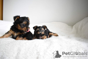 Photo №2 to announcement № 95814 for the sale of beaver yorkshire terrier - buy in Germany private announcement