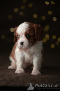 Photo №4. I will sell cavalier king charles spaniel in the city of Tallinn. from nursery, breeder - price - 3548$