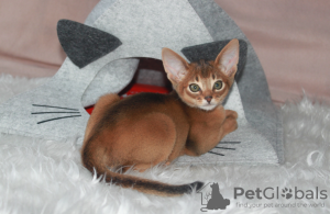 Photo №1. abyssinian cat - for sale in the city of Minsk | 491$ | Announcement № 39549