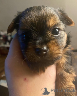 Photo №1. yorkshire terrier - for sale in the city of Berlin | 568$ | Announcement № 167657