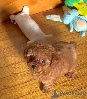 Photo №2 to announcement № 157004 for the sale of poodle (toy) - buy in Spain 