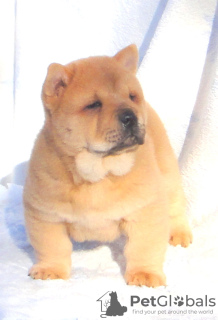 Photo №2 to announcement № 8856 for the sale of chow chow - buy in Russian Federation private announcement
