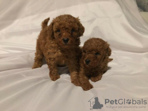 Photo №1. poodle (royal) - for sale in the city of Berlin | 423$ | Announcement № 121105