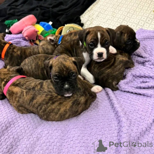 Photo №1. boxer - for sale in the city of Wolfsburg | negotiated | Announcement № 177096