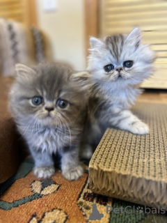 Photo №1. persian cat - for sale in the city of Braunau am inn | 361$ | Announcement № 171015