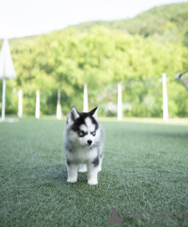 Photo №1. non-pedigree dogs - for sale in the city of Bremen | 8$ | Announcement № 144368