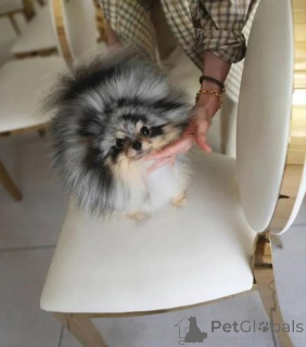 Photo №2 to announcement № 158818 for the sale of pomeranian - buy in Germany private announcement