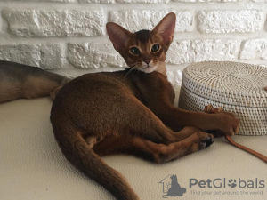 Photo №4. I will sell abyssinian cat in the city of Gomel. from nursery - price - Is free