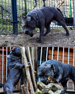Photo №3. American pocket bully puppies. Slovenia