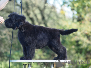 Additional photos: Black Russian Terrier puppies for sale.