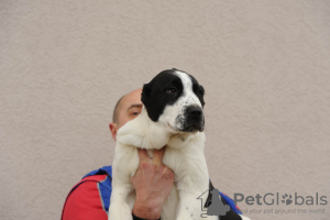 Additional photos: Central Asian Shepherd Dog puppies