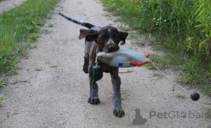 Photo №3. German rough -haired pointer - a puppy female dog. Poland