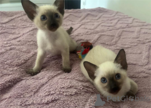Photo №1. siamese cat - for sale in the city of Bruchkebel | 329$ | Announcement № 153111