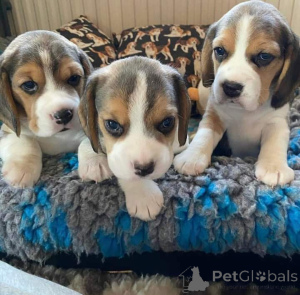 Photo №1.  - for sale in the city of Balta | Is free | Announcement № 163498