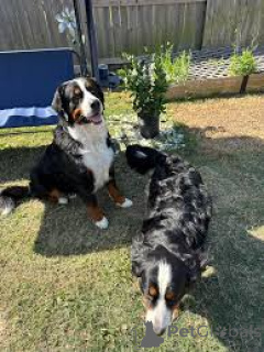 Photo №1. bernese mountain dog - for sale in the city of Warsaw | 877$ | Announcement № 167710