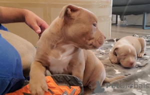 Photo №1. american bully - for sale in the city of Bremen | 600$ | Announcement № 140370