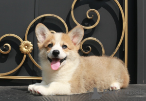 Photo №3. welsh corgi pembroke puppies from Champion. Russian Federation