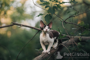 Photo №2 to announcement № 20683 for the sale of devon rex - buy in Russian Federation private announcement, from nursery, breeder