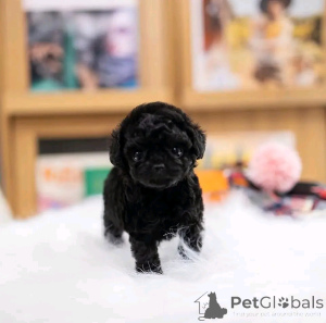 Photo №3. Toy poodle puppy. United States