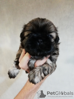 Photo №1. lhasa apso, shih tzu - for sale in the city of Vilnius | 634$ | Announcement № 113608