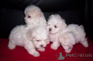 Photo №1. maltese dog - for sale in the city of Vienna | 258$ | Announcement № 160990