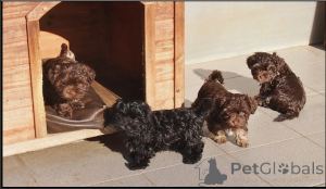 Photo №1. bolonka - for sale in the city of Bonn | negotiated | Announcement № 167369