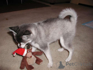 Photo №1. alaskan klee kai - for sale in the city of Vamdrup | negotiated | Announcement № 169985
