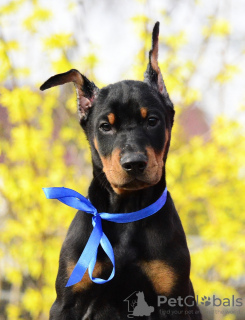 Additional photos: Doberman puppies